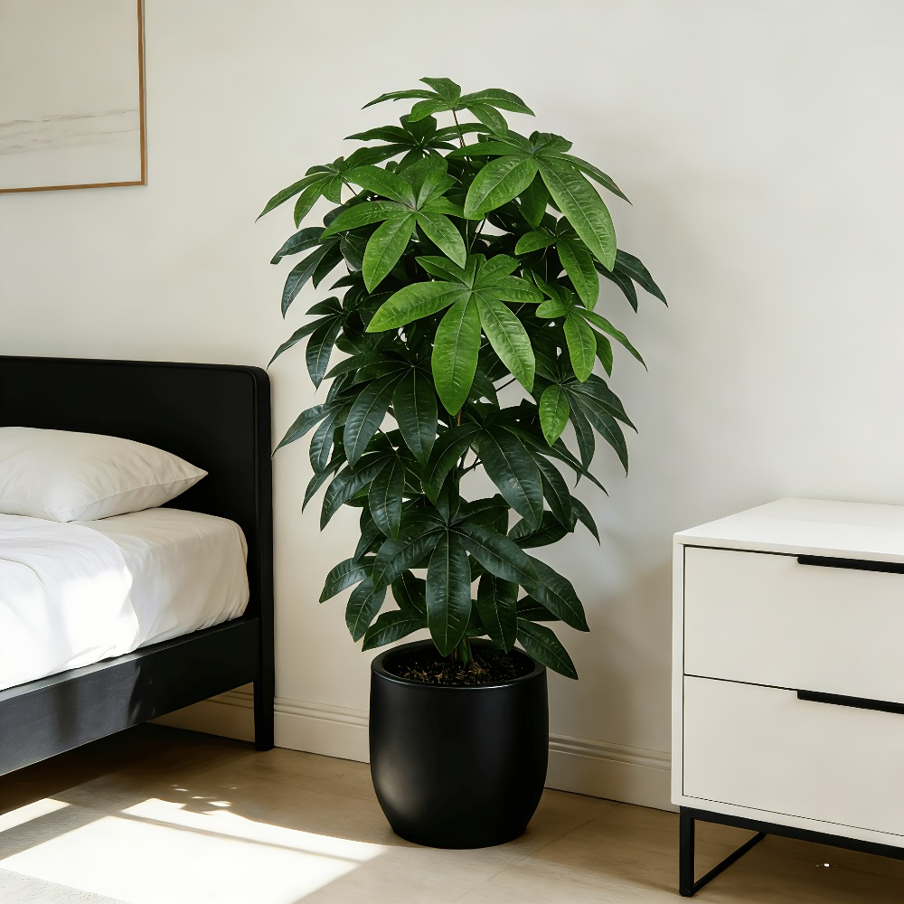 Dracaena Marginata - An Artificial Money Tree Pachira Aquatica