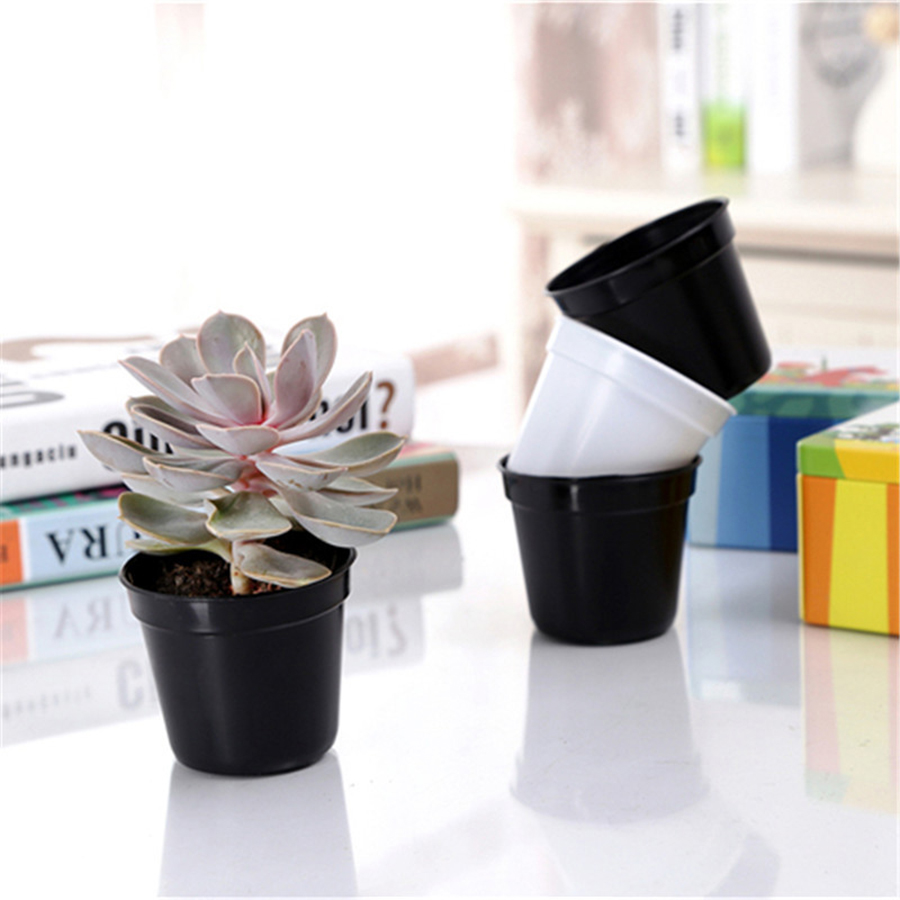 12/20pcs Mini Round Plastic Su - đánh giá và giá Echeveria Succulent