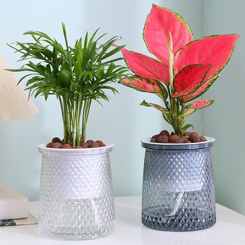 2024 Transparent Self Watering - đánh giá và giá Aloe Vera Pot