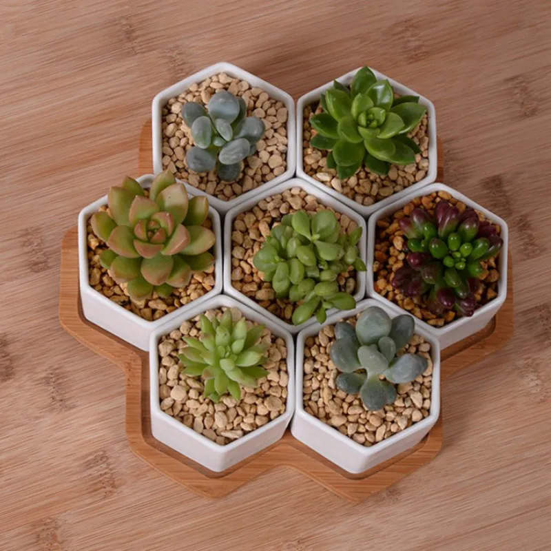 Bộ 4/7/9/10 Lục Giác Máy Hoa G - đánh giá và giá Aloe Vera Pot