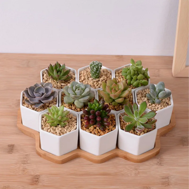 Bộ 4/7/9/10 Lục Giác Máy Hoa G - đánh giá và giá Aloe Vera Pot