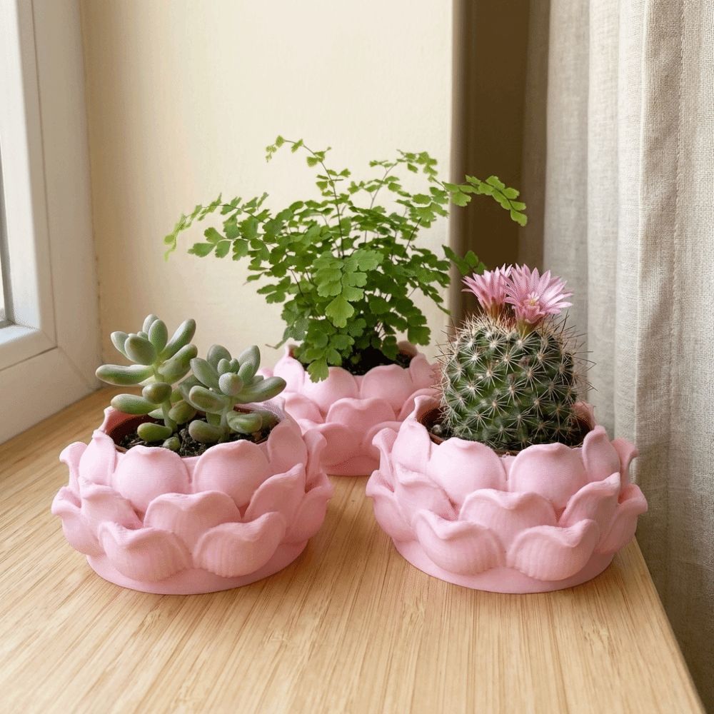 Lotus Shaped Succulent Plant P - đánh giá và giá Echeveria Succulent