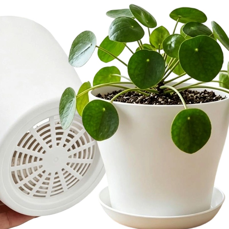 Plant Pot Set with Drainage Ho - đánh giá và giá Echeveria Succulent