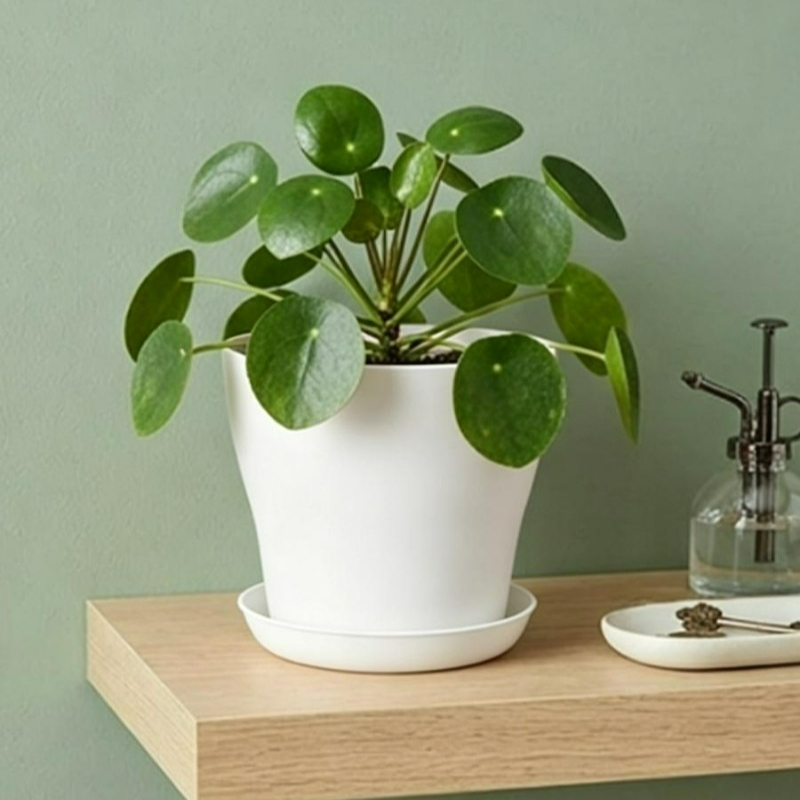 Plant Pot Set with Drainage Ho - đánh giá và giá Echeveria Succulent