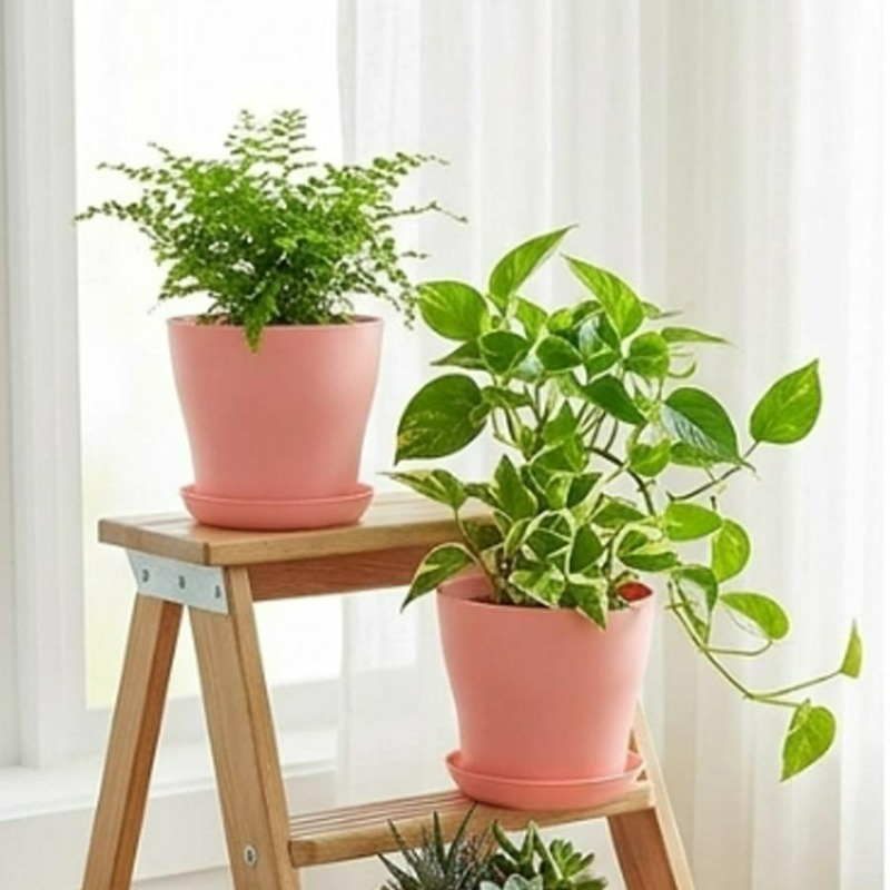 Plant Pot Set with Drainage Ho - đánh giá và giá Echeveria Succulent