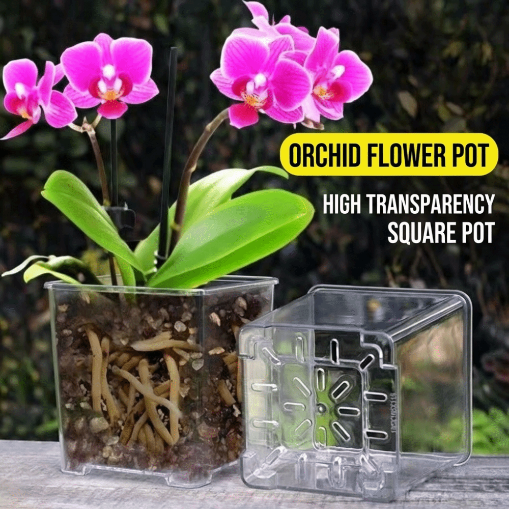 Transparent Material Acrylic P - đánh giá và giá Aloe Vera Pot